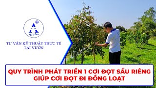 Quy trình phát triển 1 cơi đợt sầu riêng giúp cơi đọt đi đồng loạt  Agriplus [upl. by Niarbo]