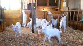 Little Appenzell Goats [upl. by Llabmik498]