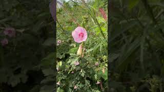 Flowers of Urena sinuata [upl. by Yeroc]