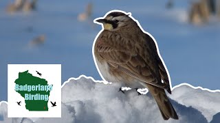 All About Road Birds II Song Sparrow Savannah Sparrow Horned Lark and American Tree Sparrow [upl. by Bab]