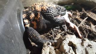 EXO TEACH  Gila Monster Heloderma suspectum eating a mouse [upl. by Groark]