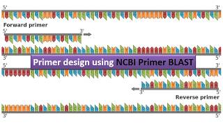 primer design using NCBI Primer BLAST [upl. by Richela]