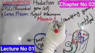 GametogenesisIntroduction In Urdu Hindi  BS Zoology  Lecture No 01  Developmental Biology [upl. by Nanci778]