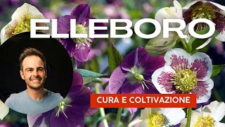 ❄ Scopri il segreto per un giardino fiorito anche in inverno ❄ Elleboro cura e coltivazione [upl. by Norac]