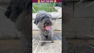 Coco 🐶 The dog  🐕  Part010 dog shorts shortvideo malayalam [upl. by Yentterb]