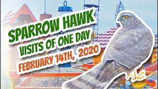 Sparrow hawk  visits of Feb 14th 2020  Recke Germany [upl. by Nolrak]