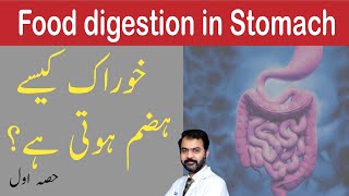 Digestion of food in stomach  Dr Ikram [upl. by Naujd824]