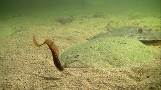 Huge turbot attack fishing lure Рыбалка большой палтус атакует мягкую приманку [upl. by Serdna973]