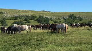 Divlji konji visoravan Kruzi iznad Livna 4 [upl. by Negaet]