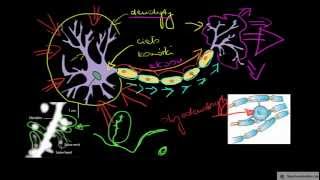 Neuron i jego budowa [upl. by Cleland261]