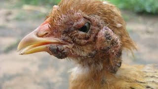 CHICKEN POX DISEASE PREVENTION AND TREATMENT IN YOUR FARM [upl. by Abisha]