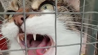 1 hour Cat Meows Compilation [upl. by Doss]