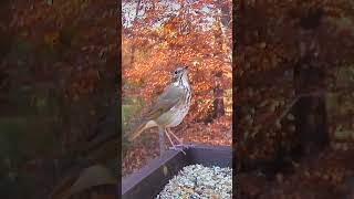 Hermit Thrush against the beautiful fall colors [upl. by Llij284]