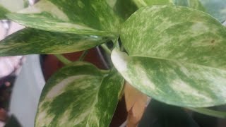 How I repotted my golden pothos plantcaretips roadto1k pothosplant [upl. by Lenrad888]