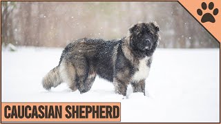 Caucasian Shepherd  Dog Breed Information  Dog World [upl. by Waal]