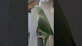 Sweetu 🦜 Crippling parrot parrets trending trendingshorts nature new mummy mithumummy birds [upl. by Erdrich]