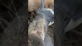 Pig diet feedtime homestead thebackyardbarn [upl. by Oremor]