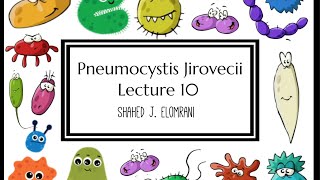 11 Pneumocystis Jirovecii [upl. by Nediarb]