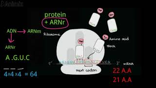 Synthèse de protéines Traduction traduction شرح بالدارجة [upl. by Willy]