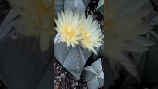 Astrophytum myriostigma flowers timelapse ❤️❤️❤️ [upl. by Ilrac]