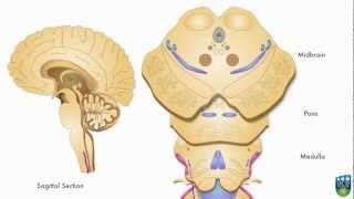 AXON Spinothalamic Pathway Pain amp Temperature From Foot 1 of 9 [upl. by Alliuqaj953]