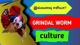 How to culture Grindal worms [upl. by Nenney]