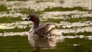 Australasian Grebe Tachybaptus novaehollandiae ♀  Australischer Zwergtaucher [upl. by Clarissa]