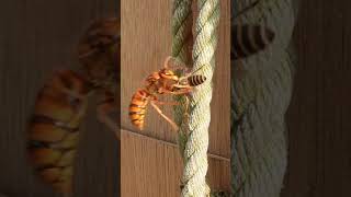 Japanese Honeybee Faces Off Against Yellow Hornet [upl. by Hildie]