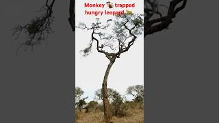 Desperate Monkey’s Clever Plan To Escape Hungry Leopardshortsfeed viralvideo shortvideo nature [upl. by Shane688]