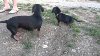 Chiots teckels nains 2 mois et demi [upl. by Enimzzaj]