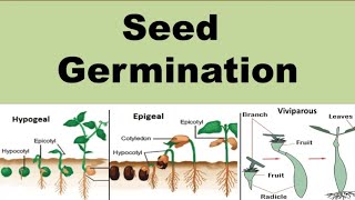 Seed Germination  Definition amp Types  Types of seed germination  NEET  In Hindi [upl. by Lilak757]