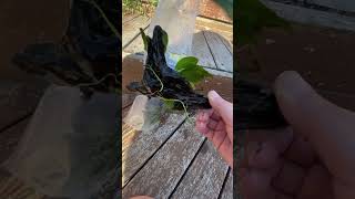 Free Aquarium Plants frugal planthaul unboxing waterplants aquascape freebies petshop plant [upl. by Mchail]