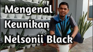 Mengenal Sansevieria Nelsonii Black [upl. by Guntar]