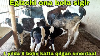 Smental bogoz smental gunajin va buqachalar va E gizchi rassiyskiy on bola sigir 18aprel 2024 [upl. by Michaela]