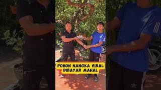 Pohon nangka viral inspirasibonsai [upl. by Balbur]