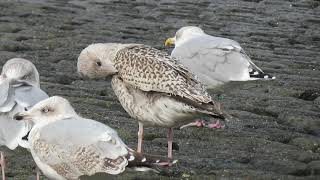 Herring Gull Larus argentatus Zilvermeeuw Maasvlakte ZH the Netherlands 13 Oct 2024 66 [upl. by Atiner]