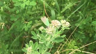 ミドリコツバメCallophrys rubi Green Hairstreak 20230625 Kernitsa Altidude 650m Greece [upl. by Filip618]