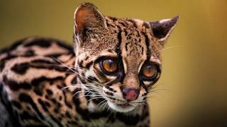 Wonderful encounter with a wild margay cat [upl. by Kelbee454]