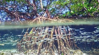 Marine Life in The Mangroves Coast [upl. by Peggy]