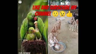 Teri aankhon se Sara sansar song parrot song birds video birdsongs birdslover [upl. by Eeimaj]