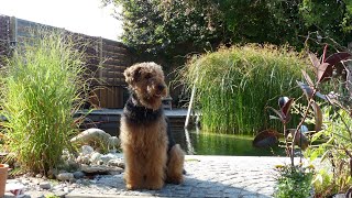 How to Introduce Your Airedale Terrier to Other Dogs [upl. by Schreiber]