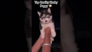 Top Quality Husky Puppy 🐶youtube youtuber shortsyoutube youtubeshorts siberianhusky shorts [upl. by Neel]