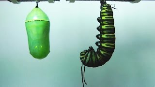 Monarch Butterfly Metamorphosis timelapse FYV [upl. by Kay823]