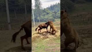 Wild BEAST BATTLE Wildebeest vs Lion in EPIC Showdown animals shorts wildlife funny lion [upl. by Naujak]