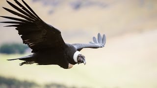 Andean Condor research [upl. by Stevie390]