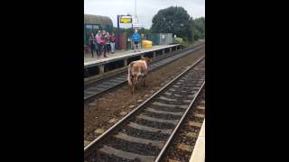 Cow on train tracks [upl. by Kahaleel]