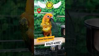 Fully Tamed Sun Conure Birds Available in Fancy Birds Chennai Shop OMR karapakkam parrot sunconure [upl. by Norel]