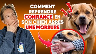 Comment Reprendre Confiance En Son Chien Après Une Morsure [upl. by Ahsirahc]