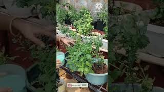 Liquid fertilizer for chamanthi plants youtubeshorts shorts gardening [upl. by Anayi]