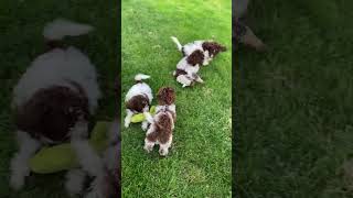 Lagotto romagnolo brave puppies [upl. by Ahseiat]